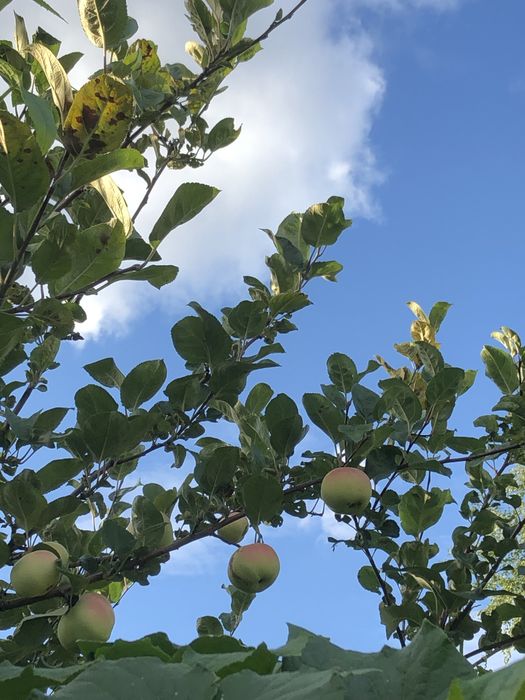 Продам дачу Сад Здоровье