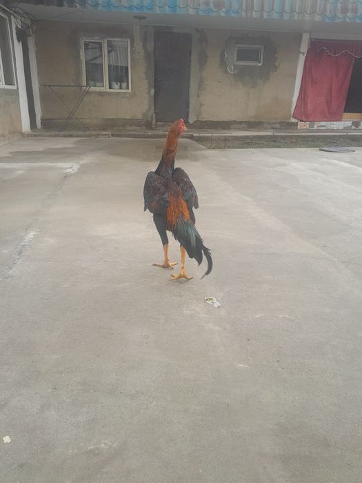 Петух хороший майский