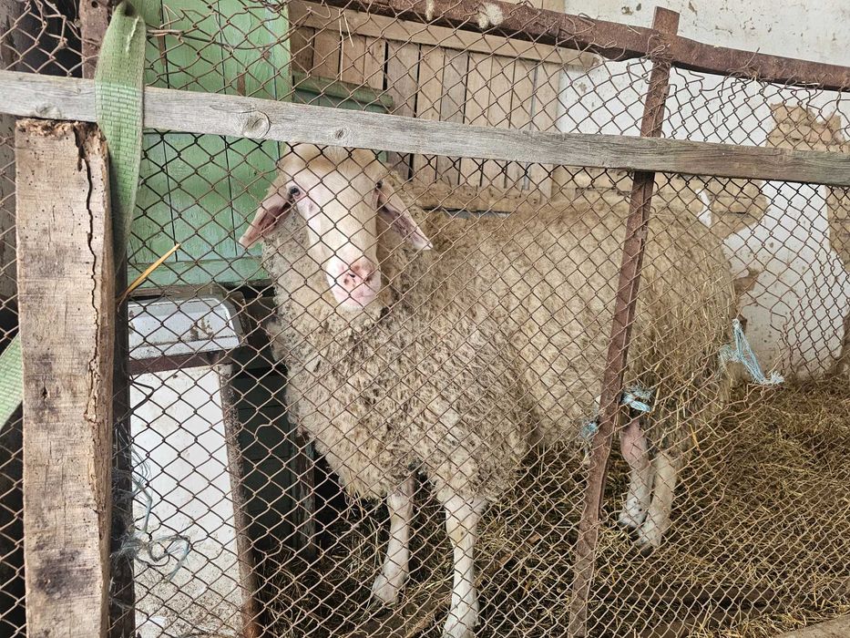 ---Овце и Коч---