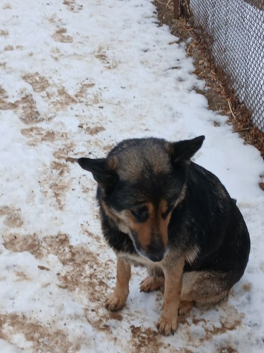 Домашние животные