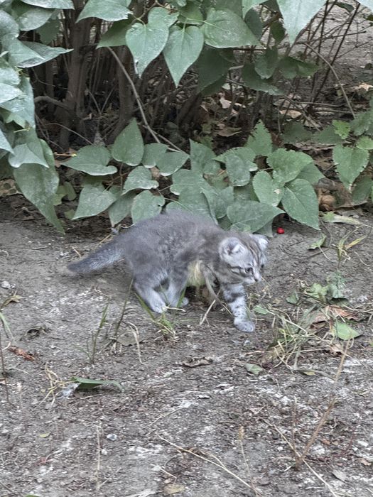 продам котенка шотландски