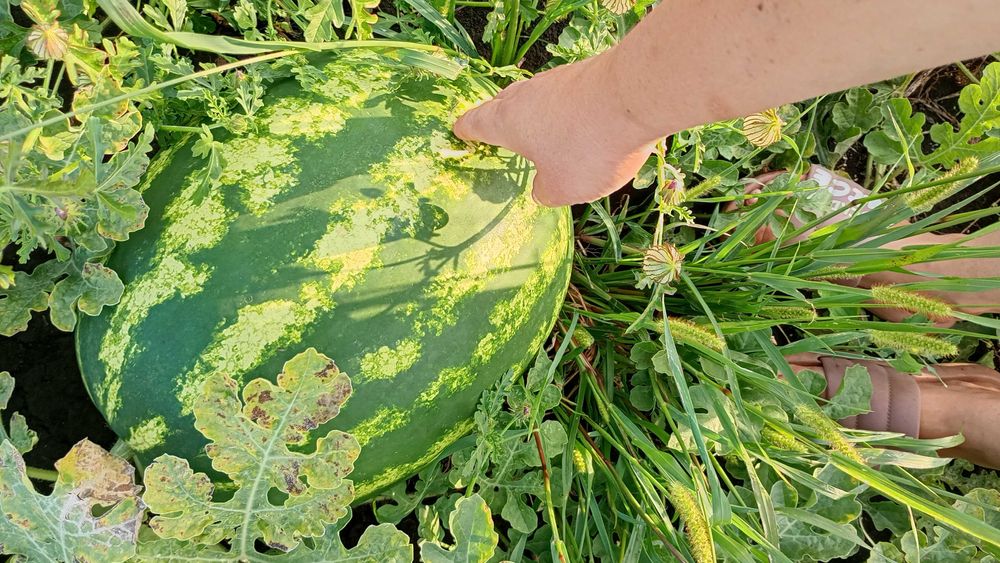 Vând pepeni, foarte gustoși, foarte dulci și foarte aromați!!