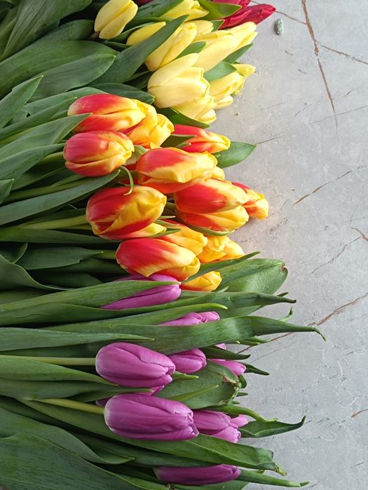 Тюльпаны ,тюльпаны крупные