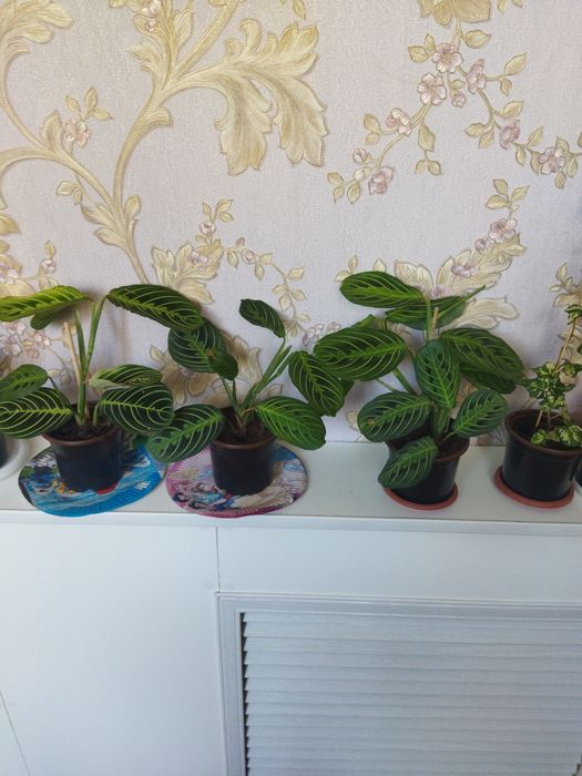 Комнатные цветы продам