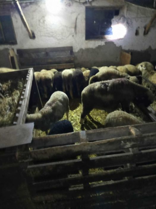 Продавам 50 бр агнета