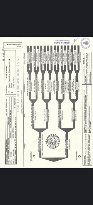 Pui ciobănesc german