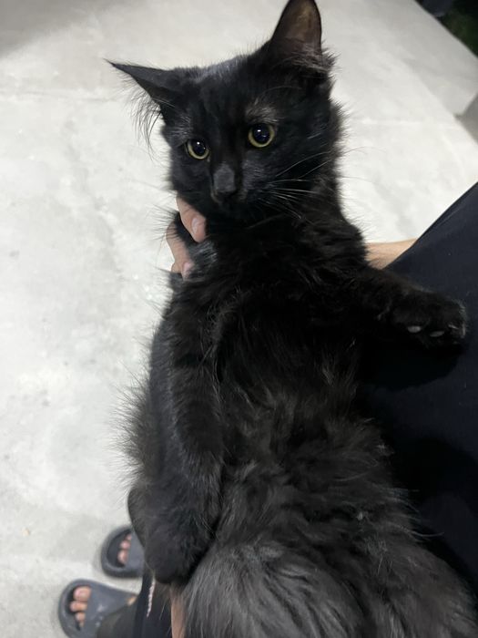 Отдаем в добрые руки 6 месячных котят