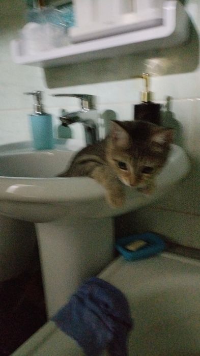 Отдам котенка бесплатно