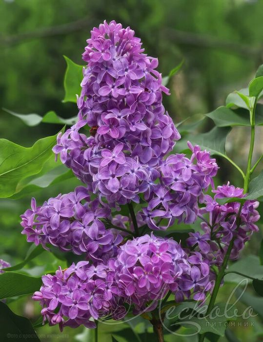 Продам букеты из сирени