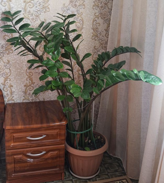 Продам замиокулькас, взрослое растение