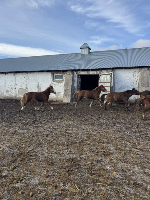 Продам лошадей тай