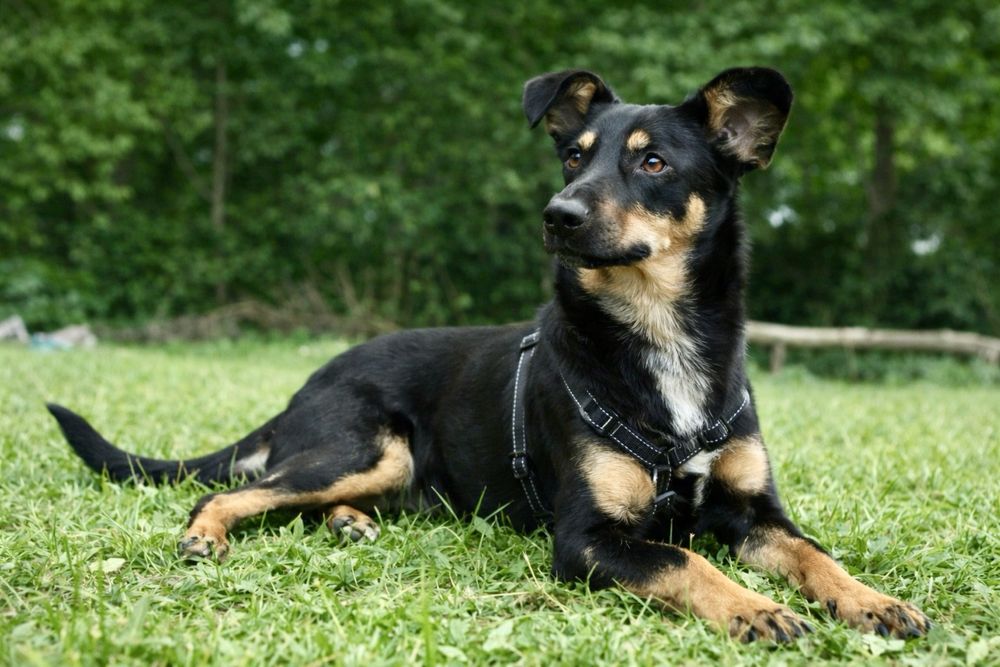 Собака Найла — идеальный вариант для семьи