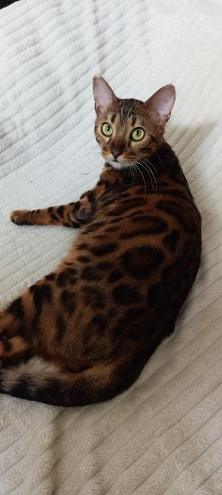 Продам бенгальскую кошечку