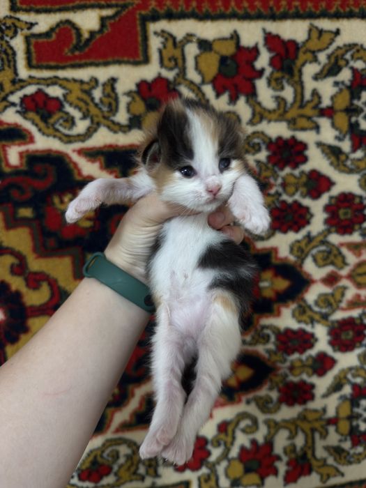 Котята в добрые ручки
