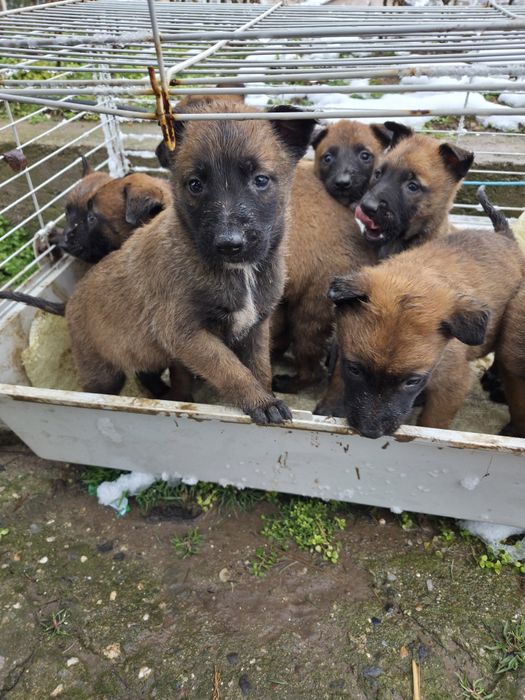 Белгийска овчарка