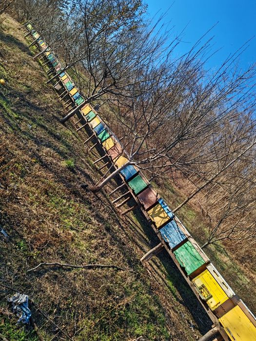 Vând cutii 18 rame fără albină lichidare stupina