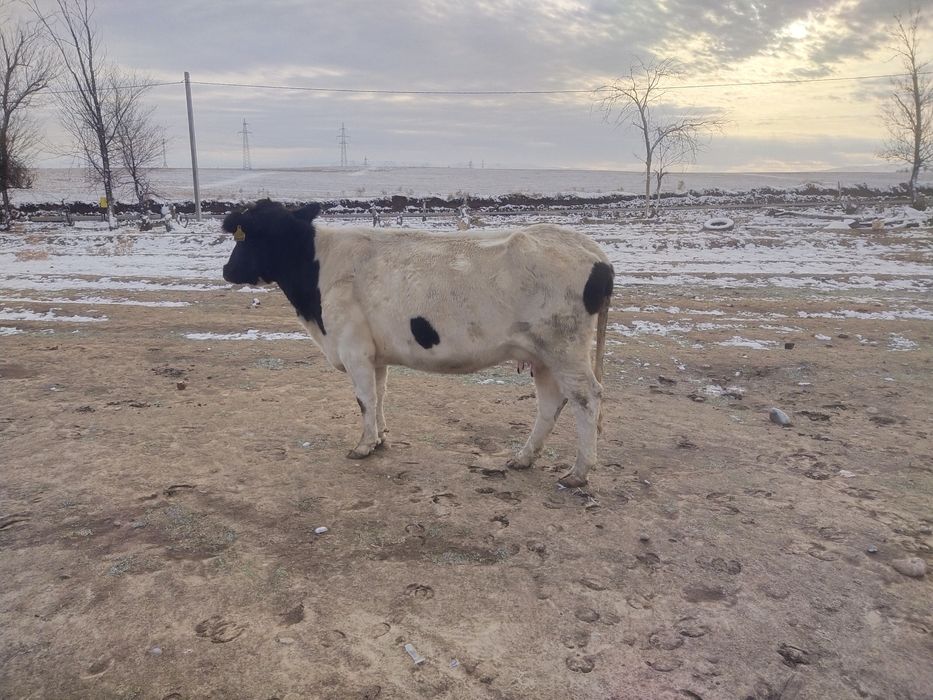 Сыйырлар сатылады