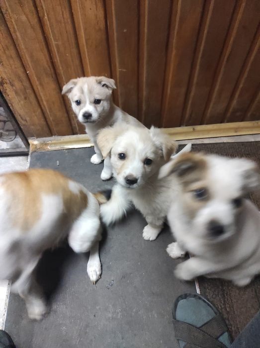 Отдам щенков в добрые руки