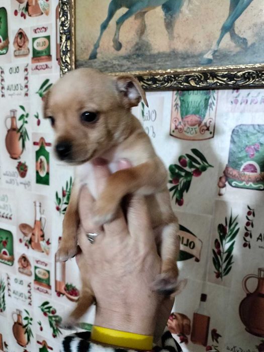 Маленькое счастье ищет дом