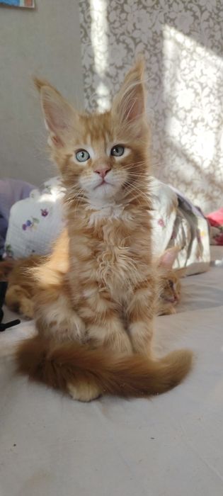 Мейнкун, коты гиганты