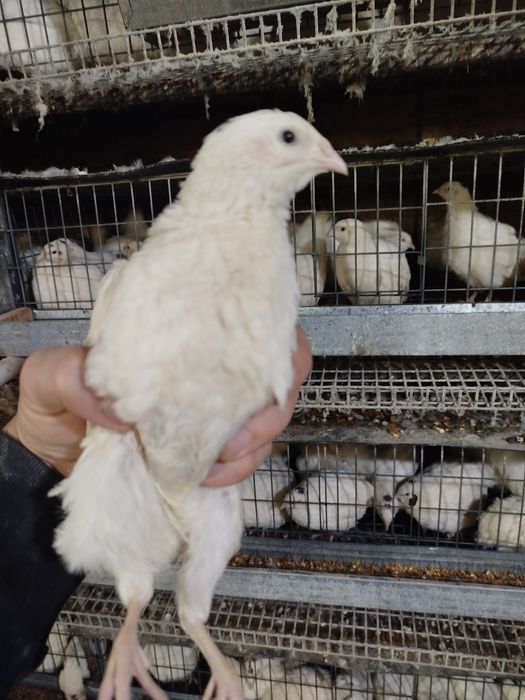 Белий гигант бедана  қибрай