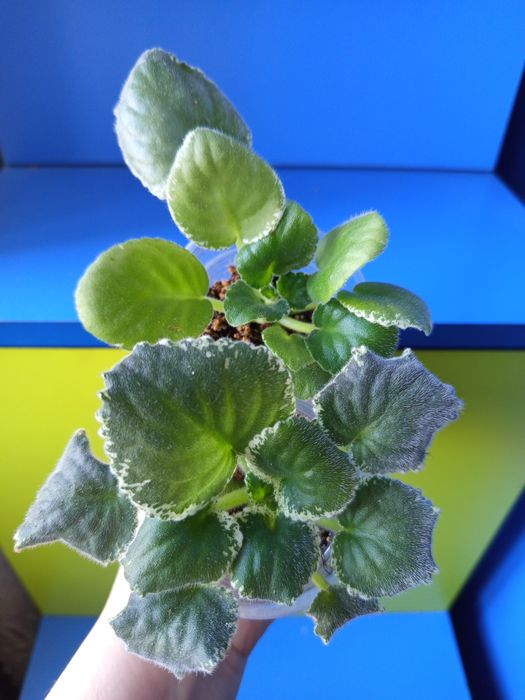 Продам детки сортовых фиалочек