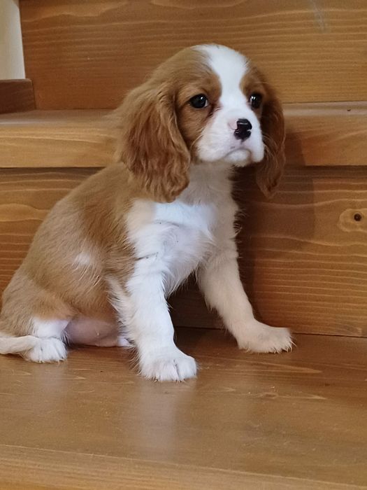 Cățel Cavalier King Charles