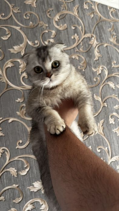 Шотландская вислоухая кошка срочно
