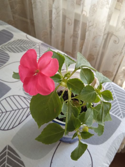 Продам бальзаминчик алого цвета