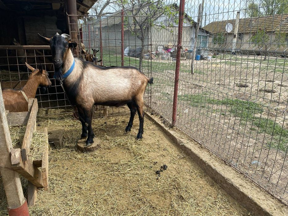 Vând  iezi si iedute , capre rasa alpină franceză
