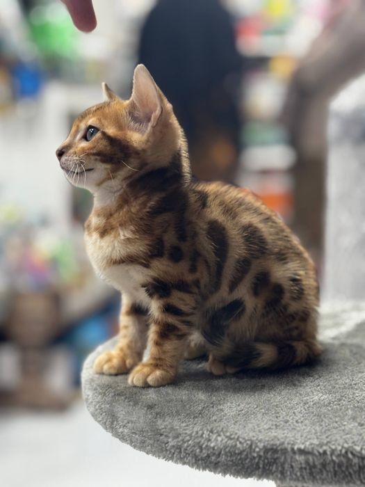 Продаётся чистокровный бенгальский котёнок