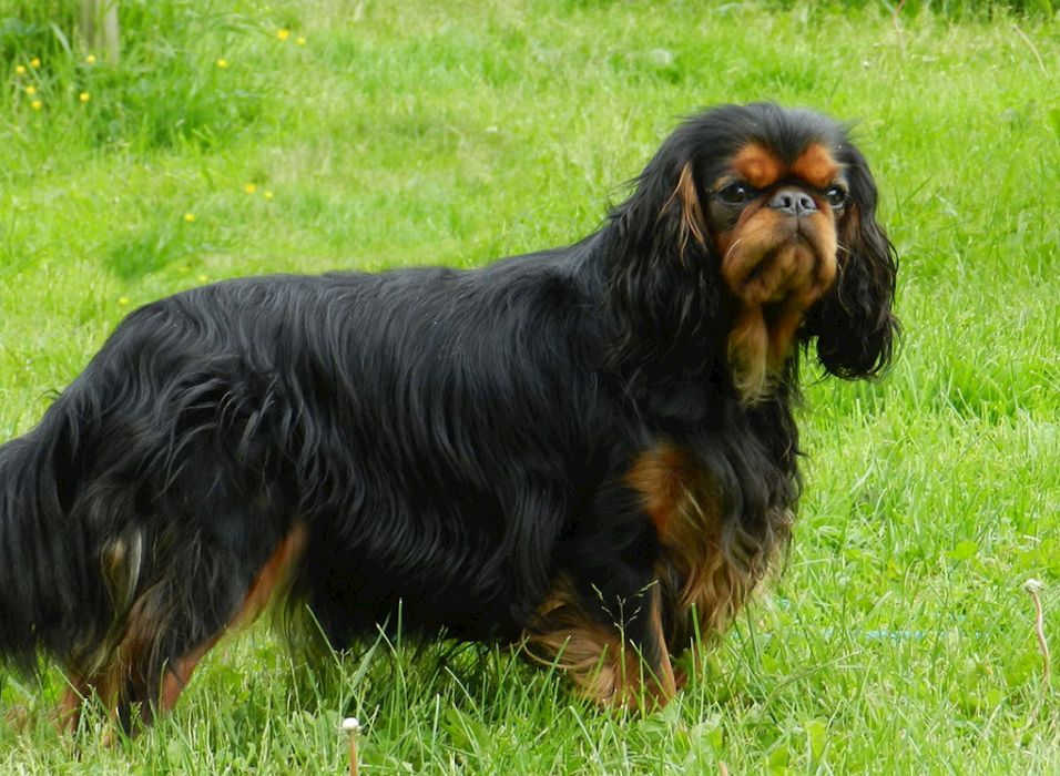 Кинг Чарльз спаниель щенки