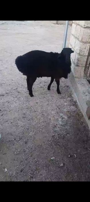 Буаз гиссар қой сатылады