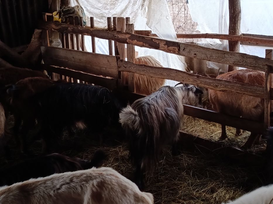 Vând 6 capre tinere