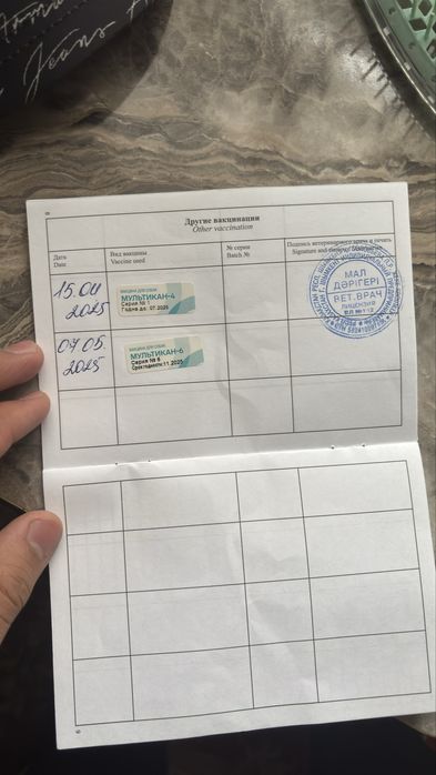 немецкая черная овчарка самец