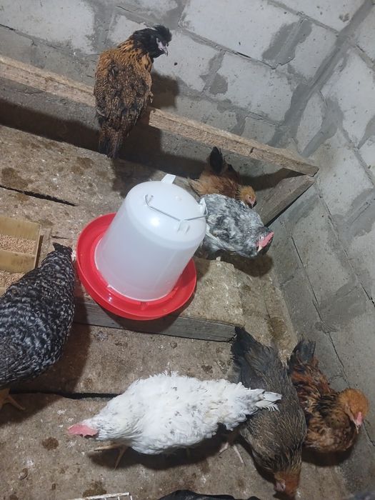 Продам куры Продам куры