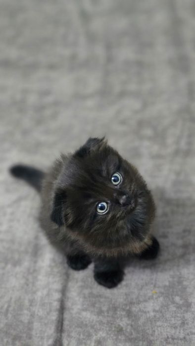Длинношерстные  Scottish fold