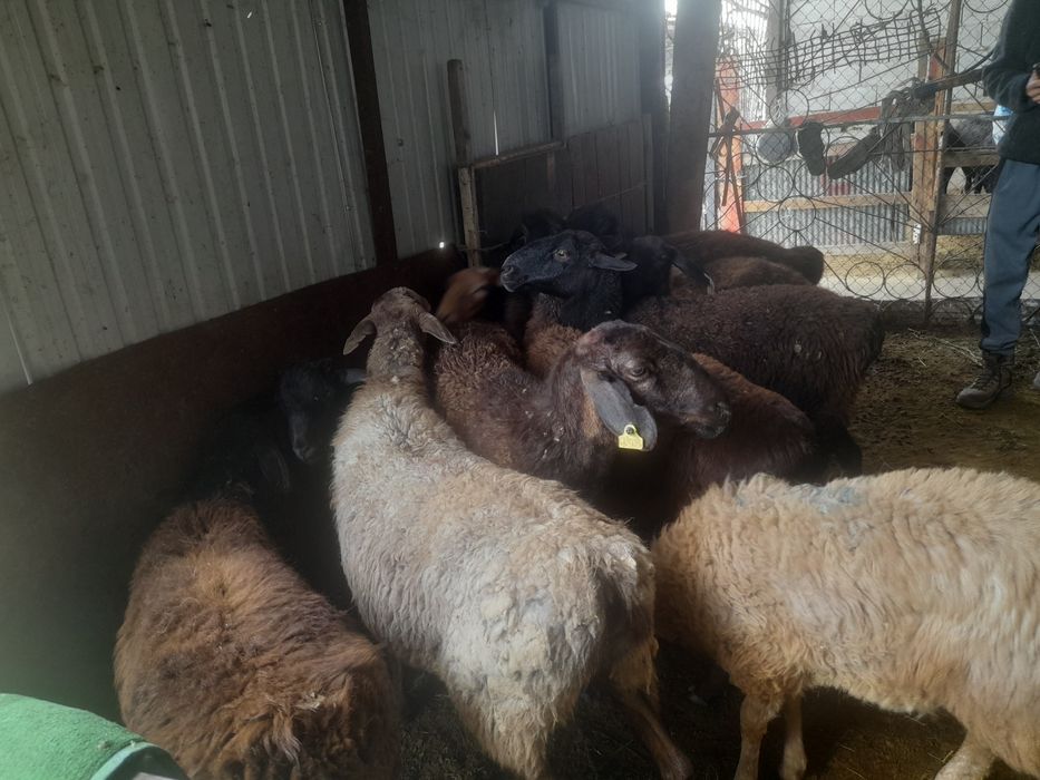 Шаруа койлар сатылады