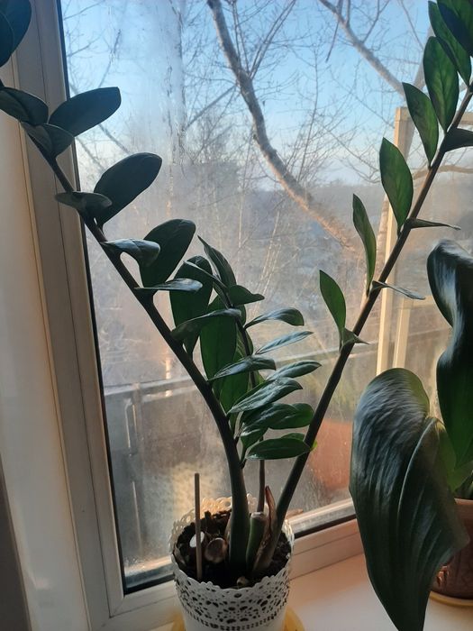 Продам большой цветок Эухарис