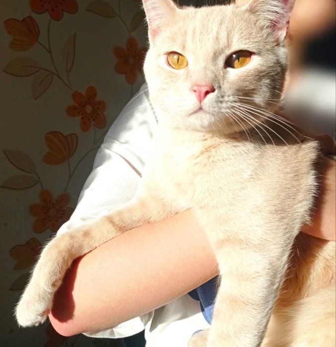 Красавец котик ждет владельца!
