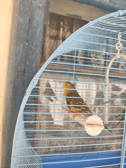 Волнистые попугаи