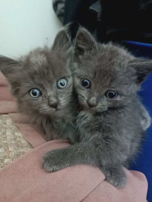 Отдам умных котят