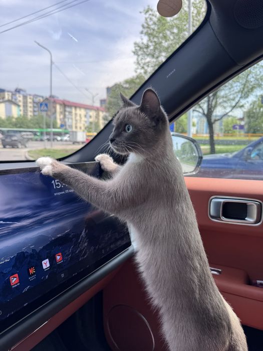 Отдам кошку в добрые руки