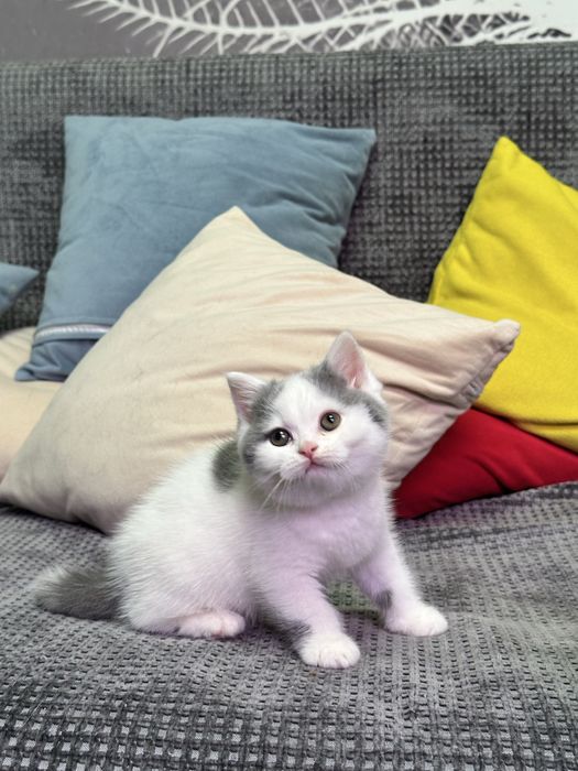 Британский мальчик