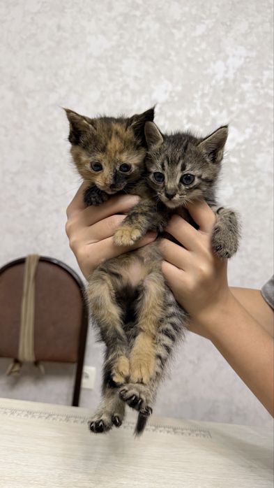 Котята (мушук) БЕСПЛАТНО