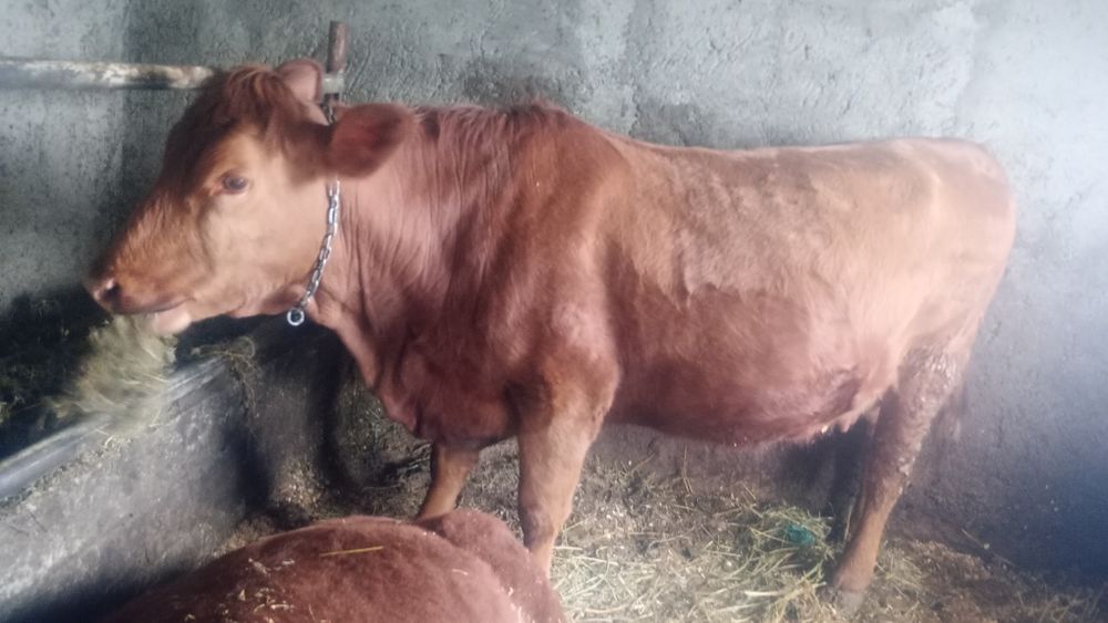 Juncă angus roș gestantă în 7 luni