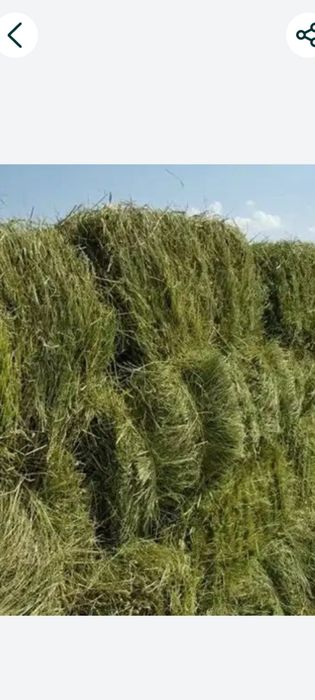 Жоңыршқа прес 2000т.  Жантақ  1000т.