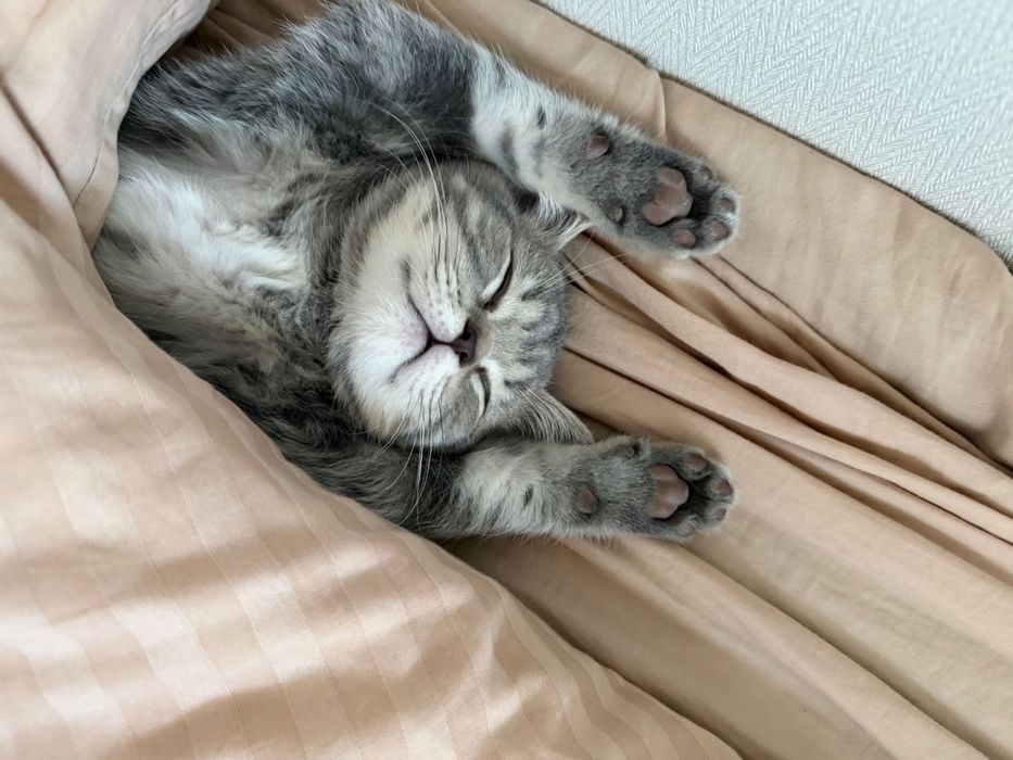 Кот шотландец скоттиш страйт