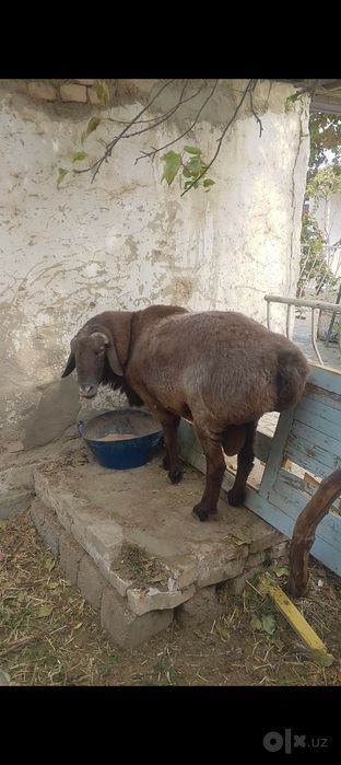Овец красного цвета