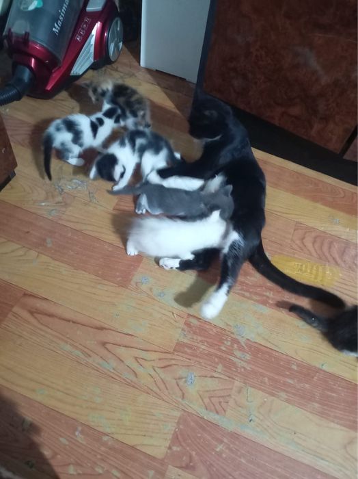 Котята ищут дом и любящих хозяев